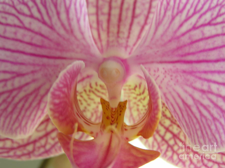 Flower Photograph - Orchid you Happy by Donna Spencer