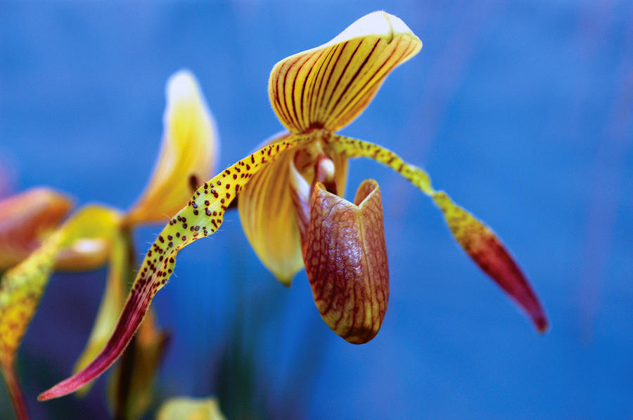 Orchid Photograph by Yue Wang