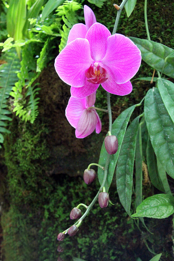 Orchid Photograph - Orchid2705 by Carolyn Stagger Cokley