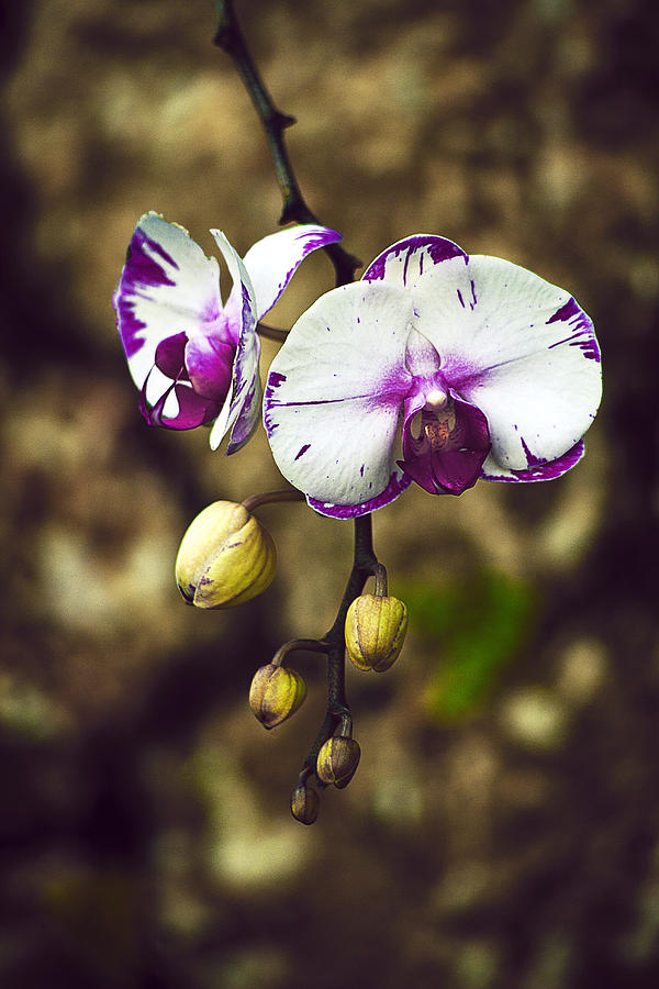 Orchid Photograph - Orchids - 1 by Michael Guirguis Orchid Photograph - Orchids - 1 by Michael Guirguis