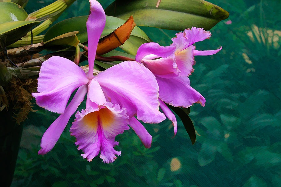 Orchid Photograph - Orchids - Encinetas by James Bullard