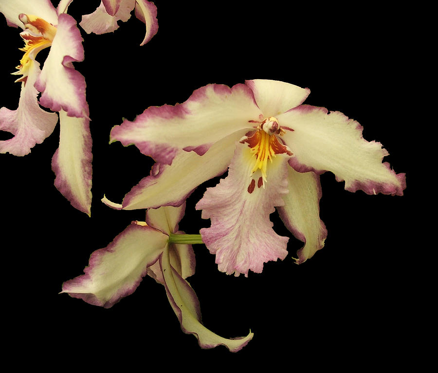Orchids 1 Photograph by Patricia Quandel