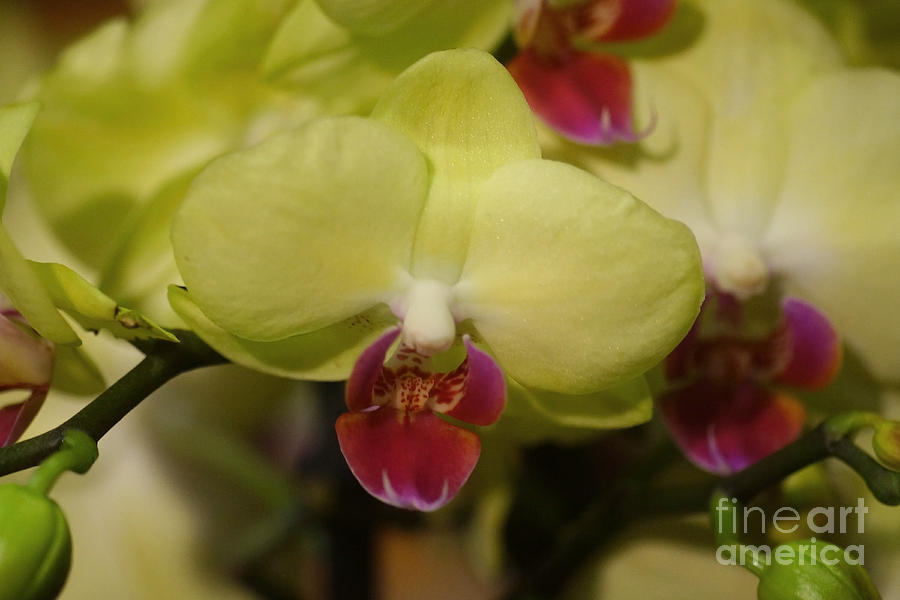 Orchids 181 Photograph by Rudi Prott