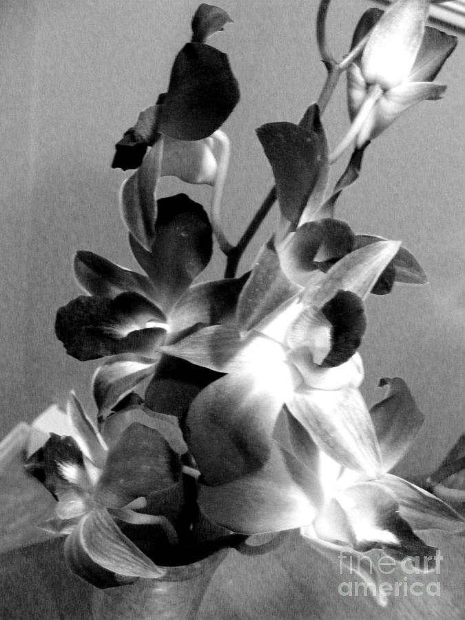 Orchids 2 BW Photograph by Barbara A Griffin