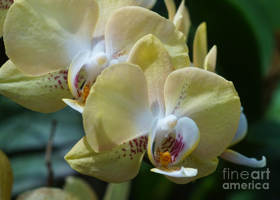 Orchids 239 Photograph by Rudi Prott