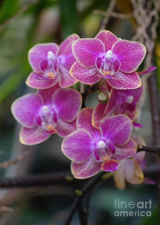 Orchids 240 Photograph by Rudi Prott
