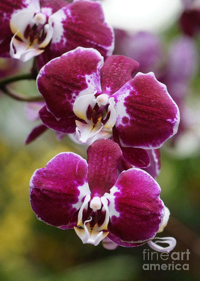 Orchids 241 Photograph by Rudi Prott