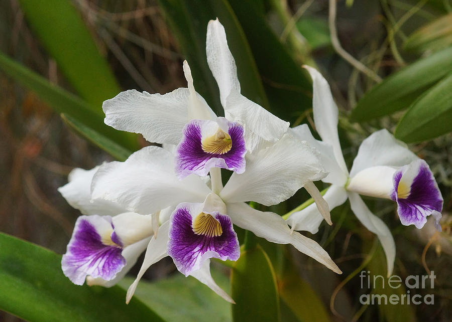 Orchids 246 Photograph by Rudi Prott