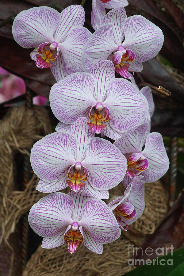 Orchids 248 Photograph by Rudi Prott