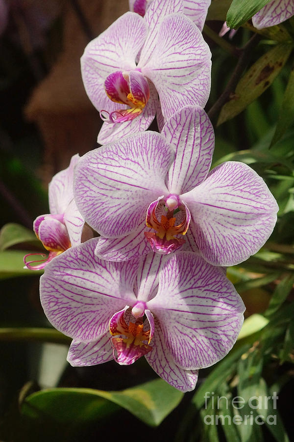 Orchids 249 Photograph by Rudi Prott