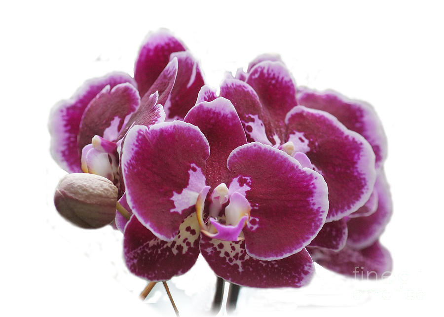 Orchids 250 Photograph by Rudi Prott