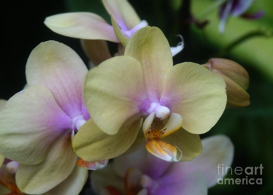 Orchids 252 Photograph by Rudi Prott
