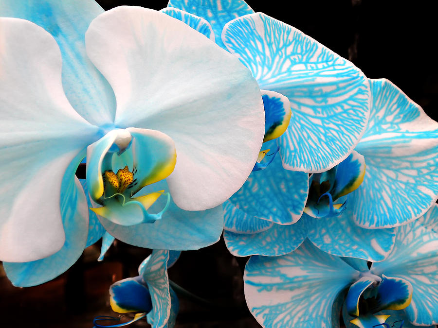 Orchids 3 Photograph by Julie Palencia