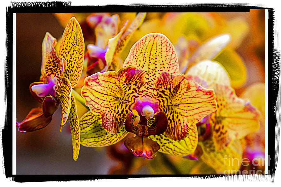Flower Photograph - Orchids 4 by Zbigniew Krol