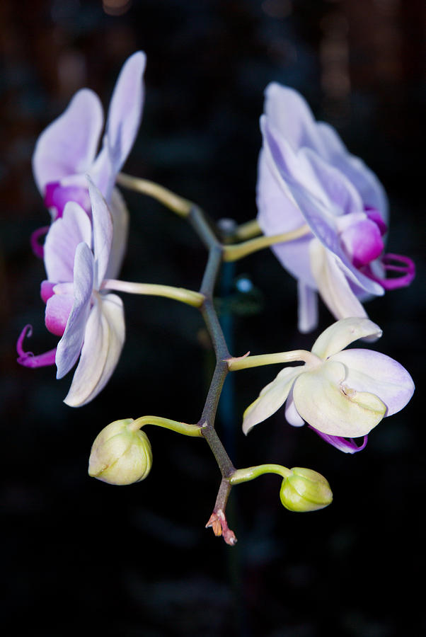 Orchids 6 Photograph by JustJeffAz Photography