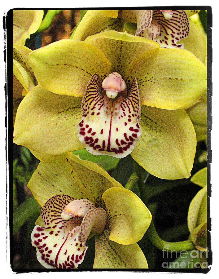 Flower Photograph - Orchids  9 by Zbigniew Krol