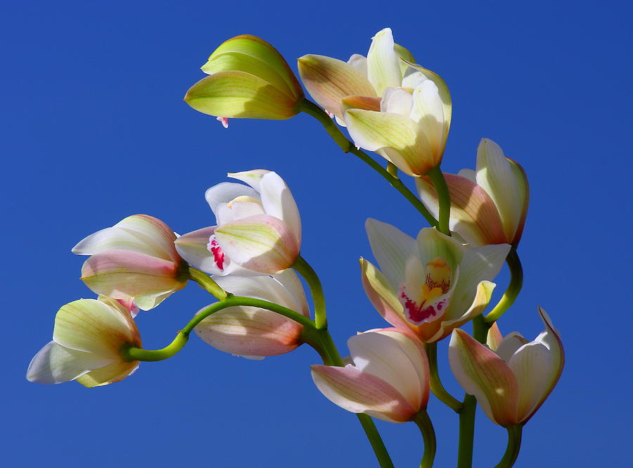 Orchids Against A Blue Sky Photograph by Marc Crumpler