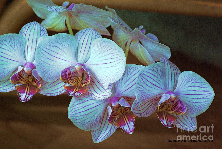 Orchids Photograph by Amalia Suruceanu