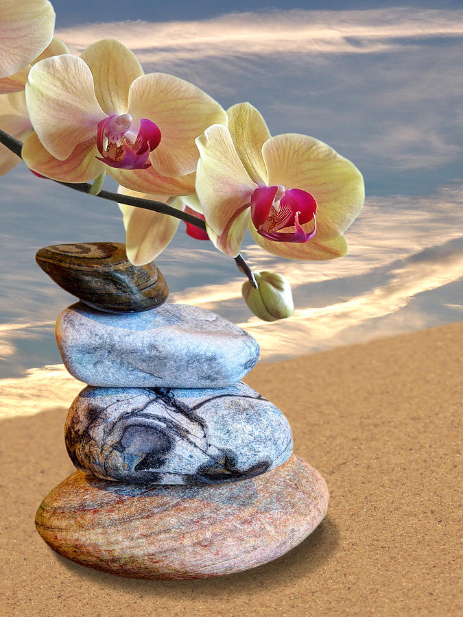 Orchids and Pebbles on Sand Photograph by Gill Billington