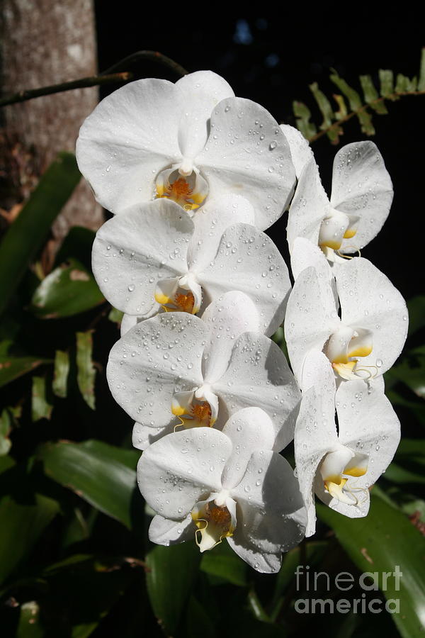 Orchids Anna Photograph by Alice Terrill