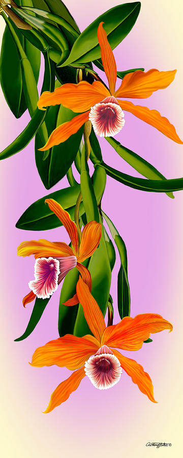 Orchids Mixed Media by Anthony Seeker