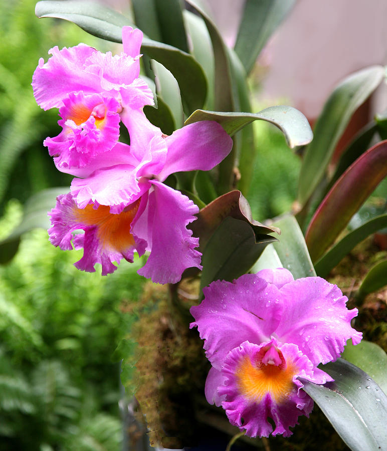 Orchids at the Washington Botanical by Carol Kinkead Orchids at the Washington Botanical by Carol Kinkead