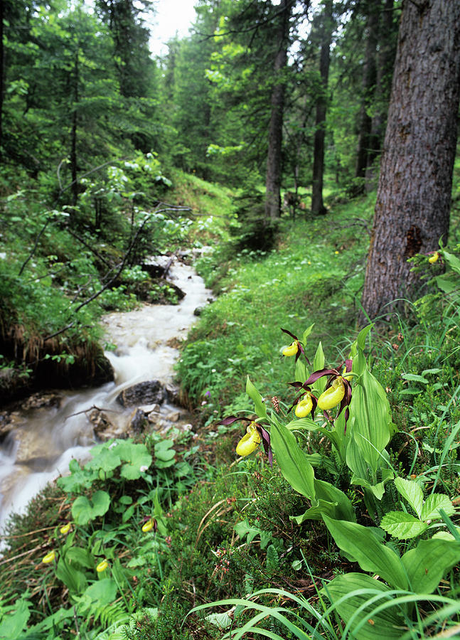 Orchid Photograph - Orchids Beside A Woodland Stream by Bob Gibbons/science Photo Library