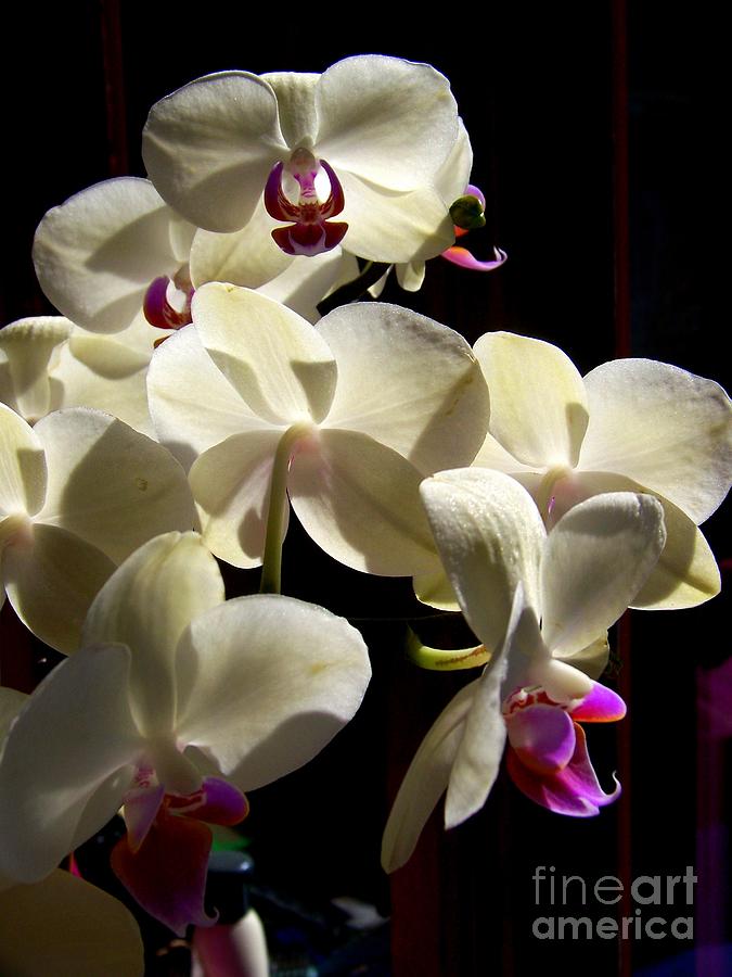 Orchid Bloom Art Print Photograph by Eunice Miller