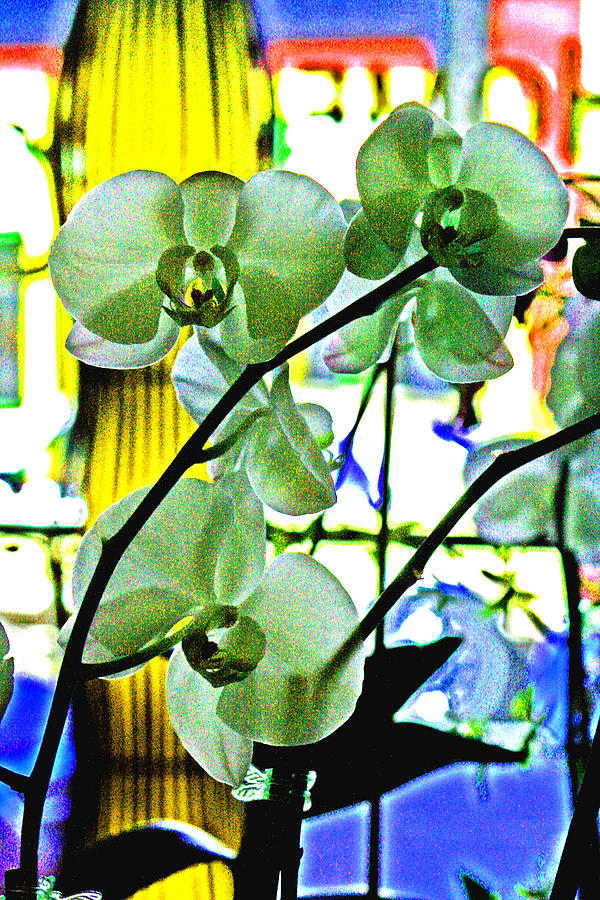 Orchids Blurred 4 U Photograph by Joseph Coulombe