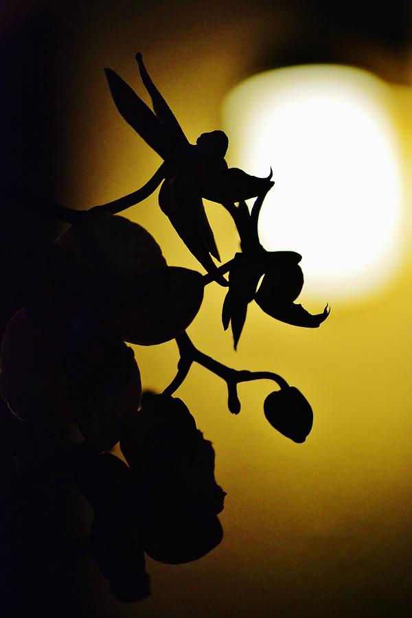 Orchids By Night Light Photograph by Tamara Michael