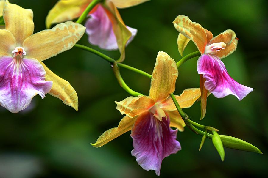 Orchids Photograph by Carol Montoya