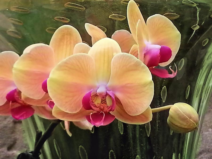 Orchids Cream-Red Photograph by Jane Girardot