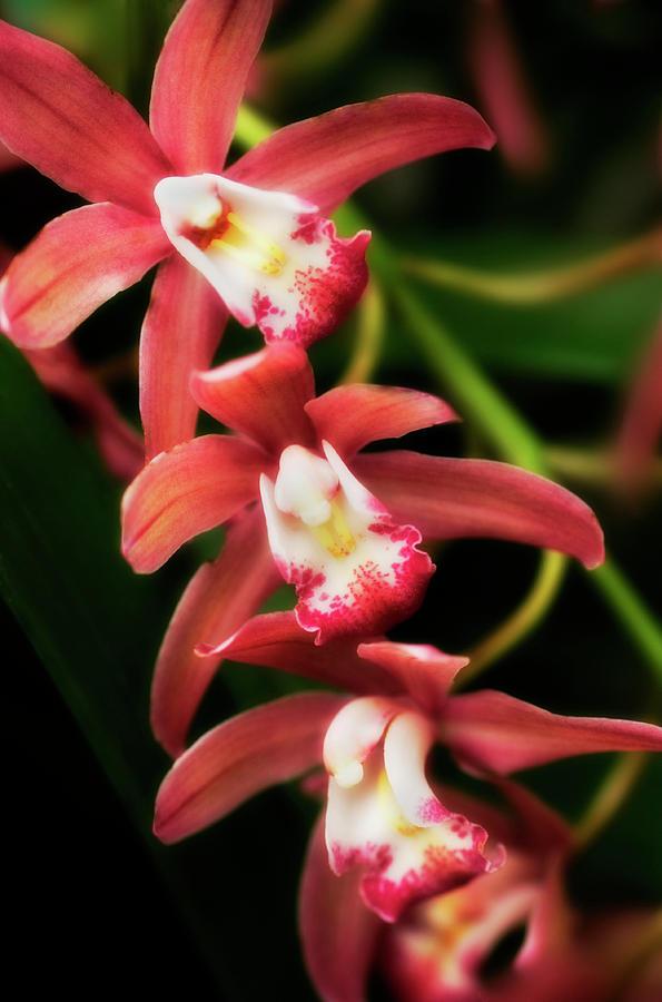 Orchid Photograph - Orchids (cymbidium Hybrid) by Maria Mosolova/science Photo Library