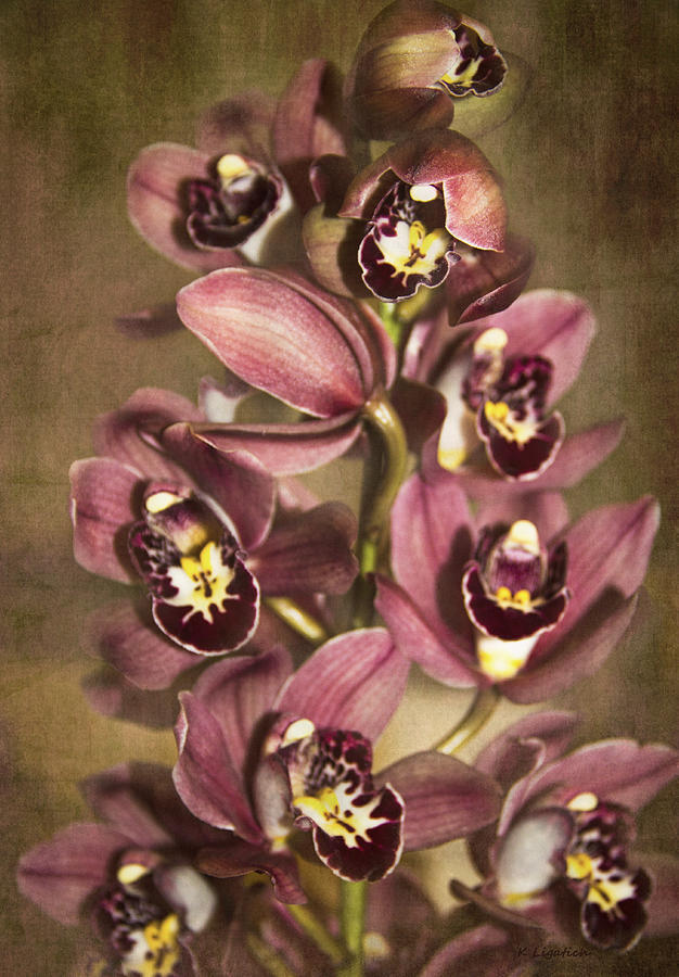 Orchid Photograph - Orchids - Cymbidium  by Kerri Ligatich