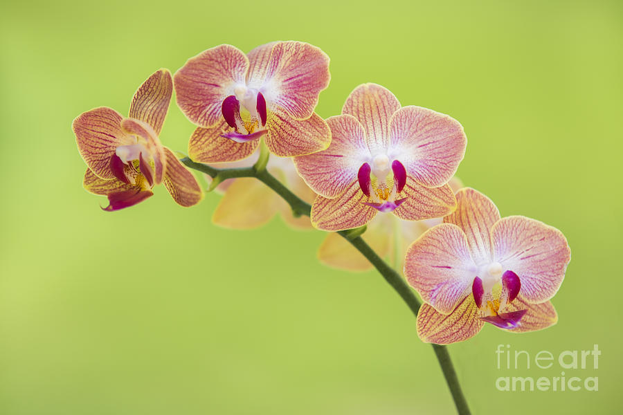 Orchids Photograph by Diane Diederich