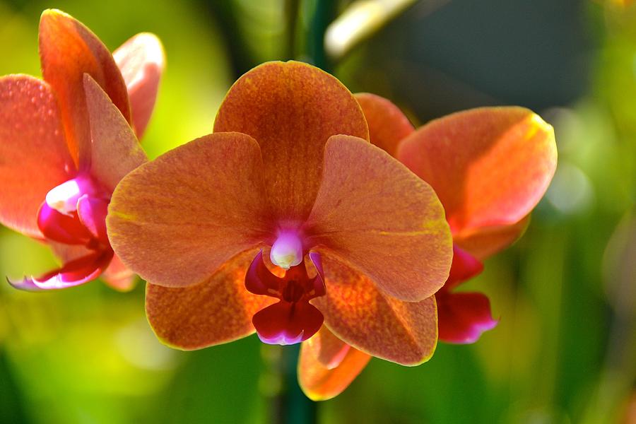 Orchids  Photograph by Lehua Pekelo-Stearns