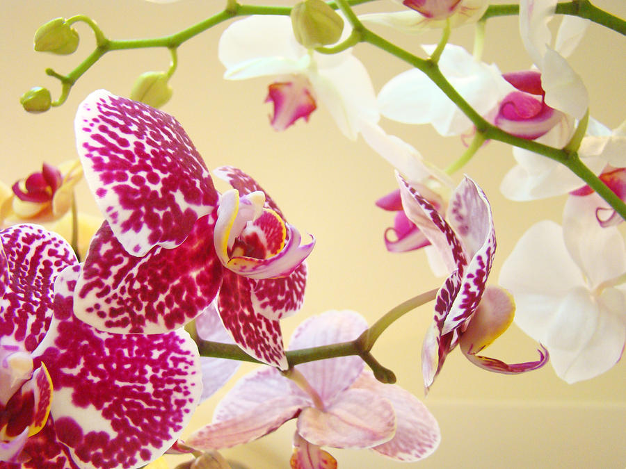 Orchid Photograph - Orchids Floral art Prints Orchid Flowers by Patti Baslee