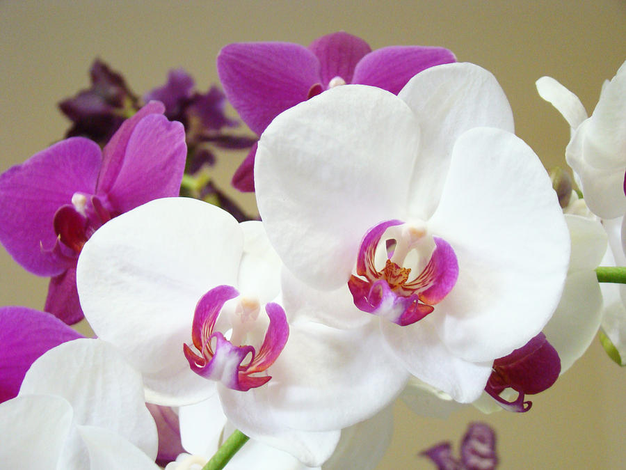 Orchids Floral Art Prints White Pink Orchid Flowers Photograph by Patti ...