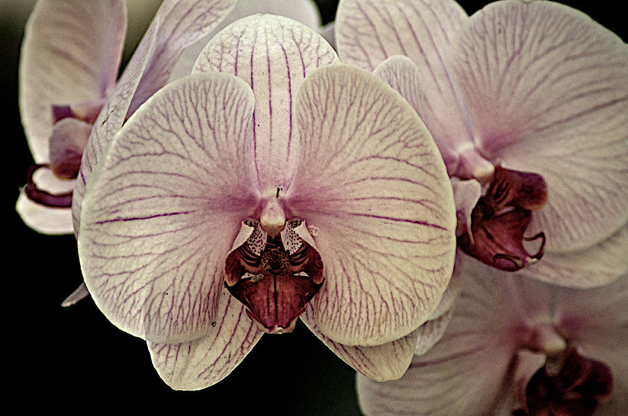 Orchids Flower Photograph by Lucas Keene