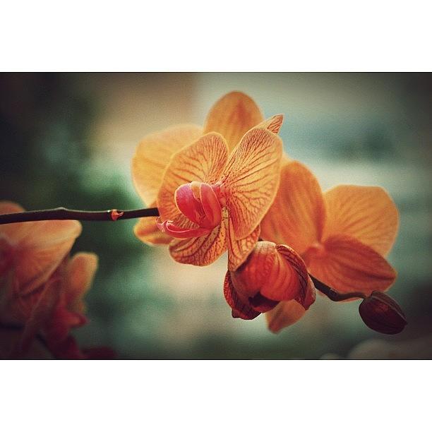 Landscape Photograph - Orchids Flowers by Kiko Bustamante