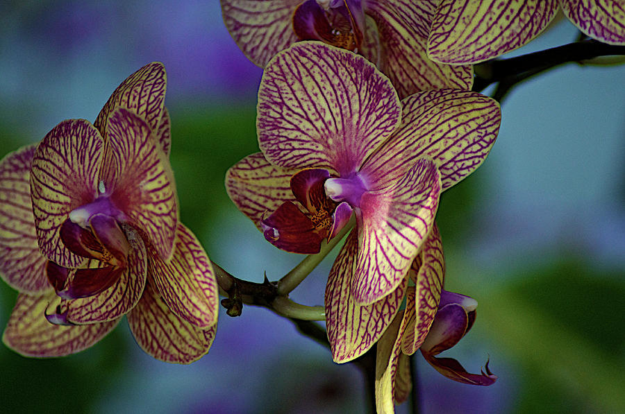 Orchids Flowers Photograph by Lucas Keene