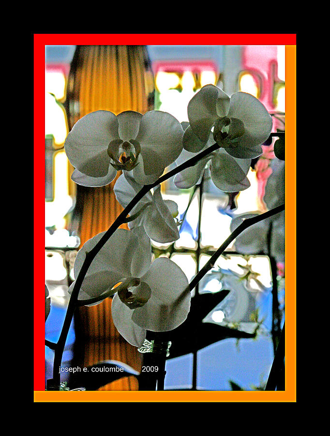 Orchids For A Lady Digital Art by Joseph Coulombe