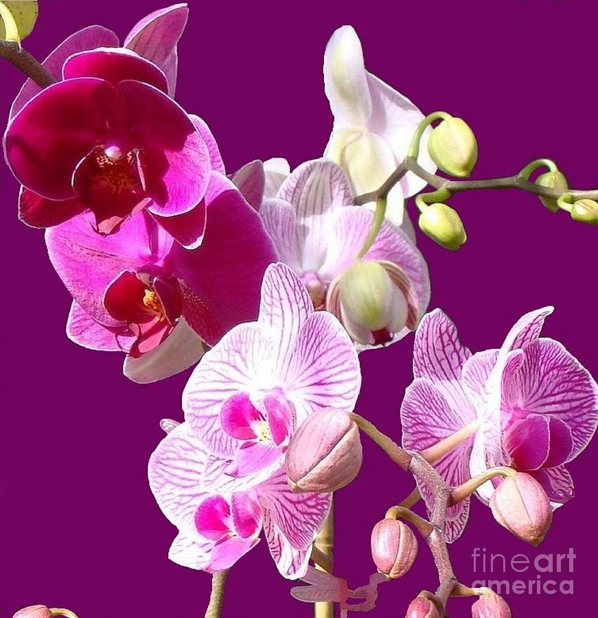 Orchids for Spring Photograph by Janette Boyd