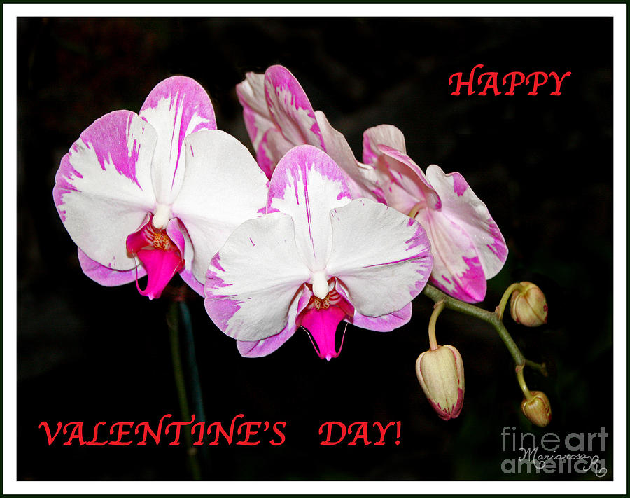 Orchids for Valentines Day Photograph by Mariarosa Rockefeller