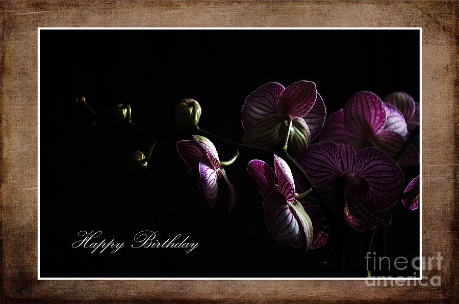 Orchids for You Photograph by Randi Grace Nilsberg