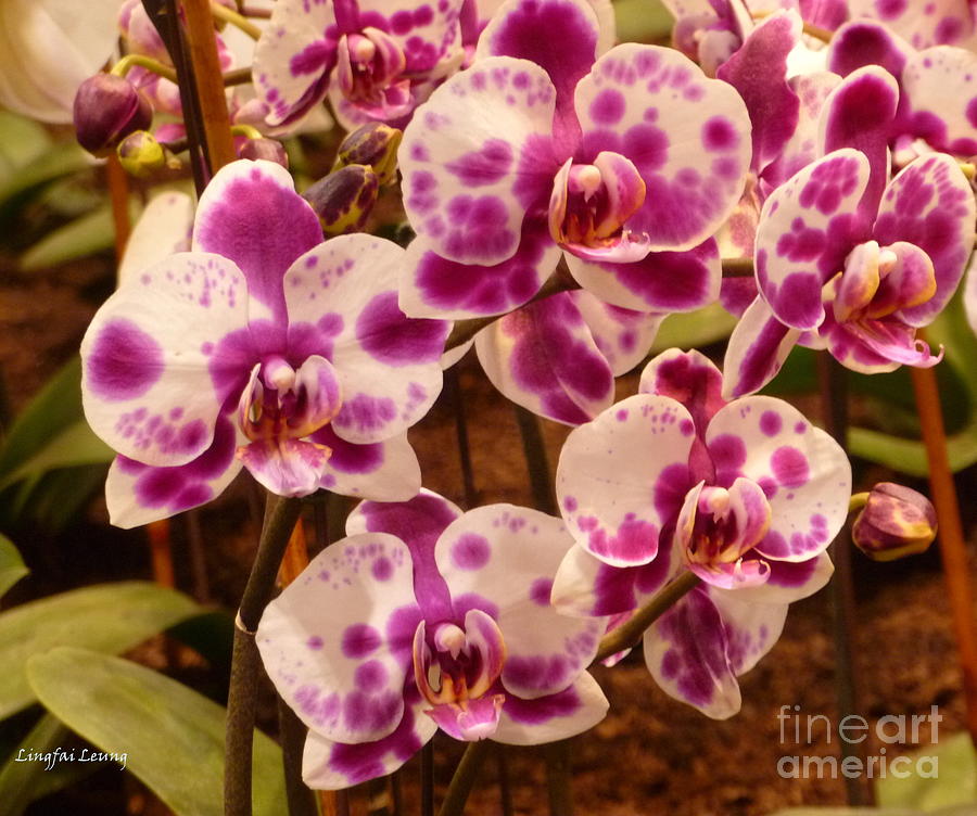 Orchids From Taiwan Photograph by Lingfai Leung