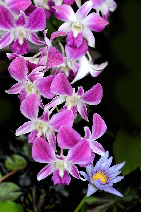 Orchids from Thailand Photograph by Linda Phelps