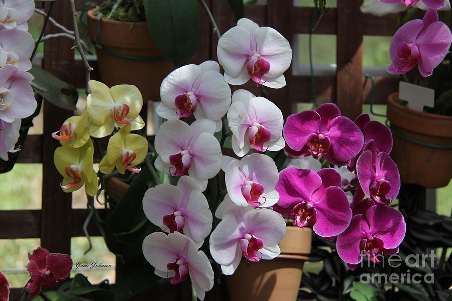Orchids garden Photograph by Yumi Johnson
