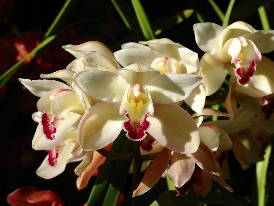 Orchids Photograph by Glenn McCarthy Art and Photography