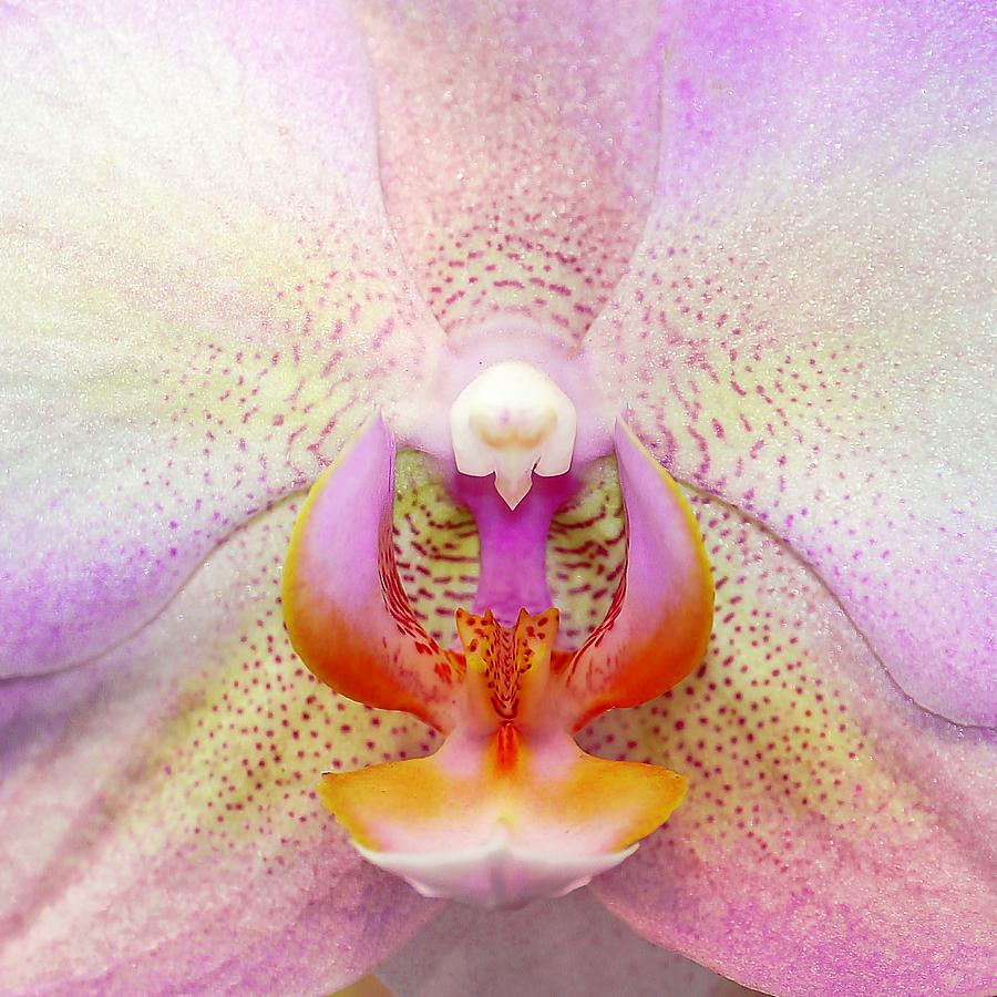 Orchid Photograph - Orchids heart by Liudmila Di
